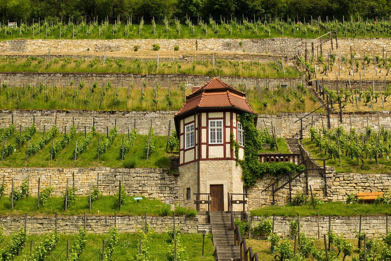 Weinberge im mittleren Saaletal