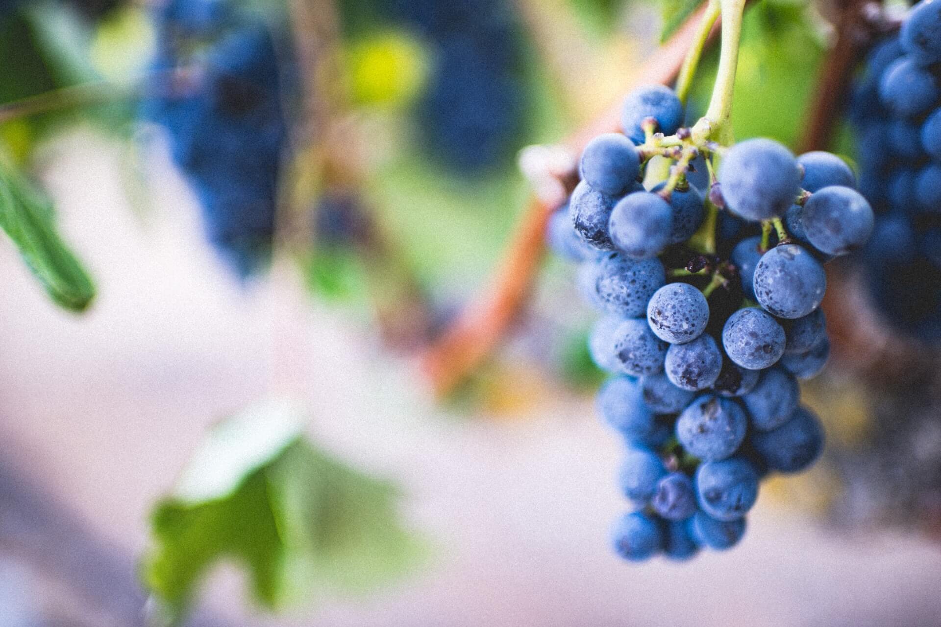Trauben aus regionalem Weinanbau